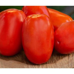 Sementes De Tomate Saladete Det. Híbrido Sabyno F1 Topseed Premium - 1mx