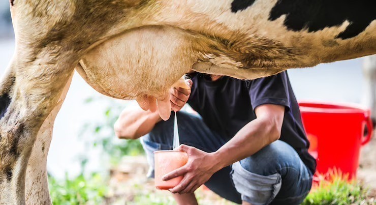 Produção leiteira: maximizando a eficiência e a saúde animal
