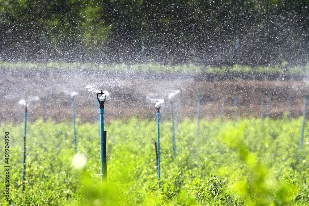 Aspersores de irrigação