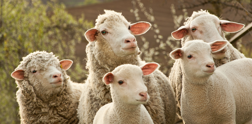 Sanidade animal: como manter caprinos e ovinos mais saudáveis